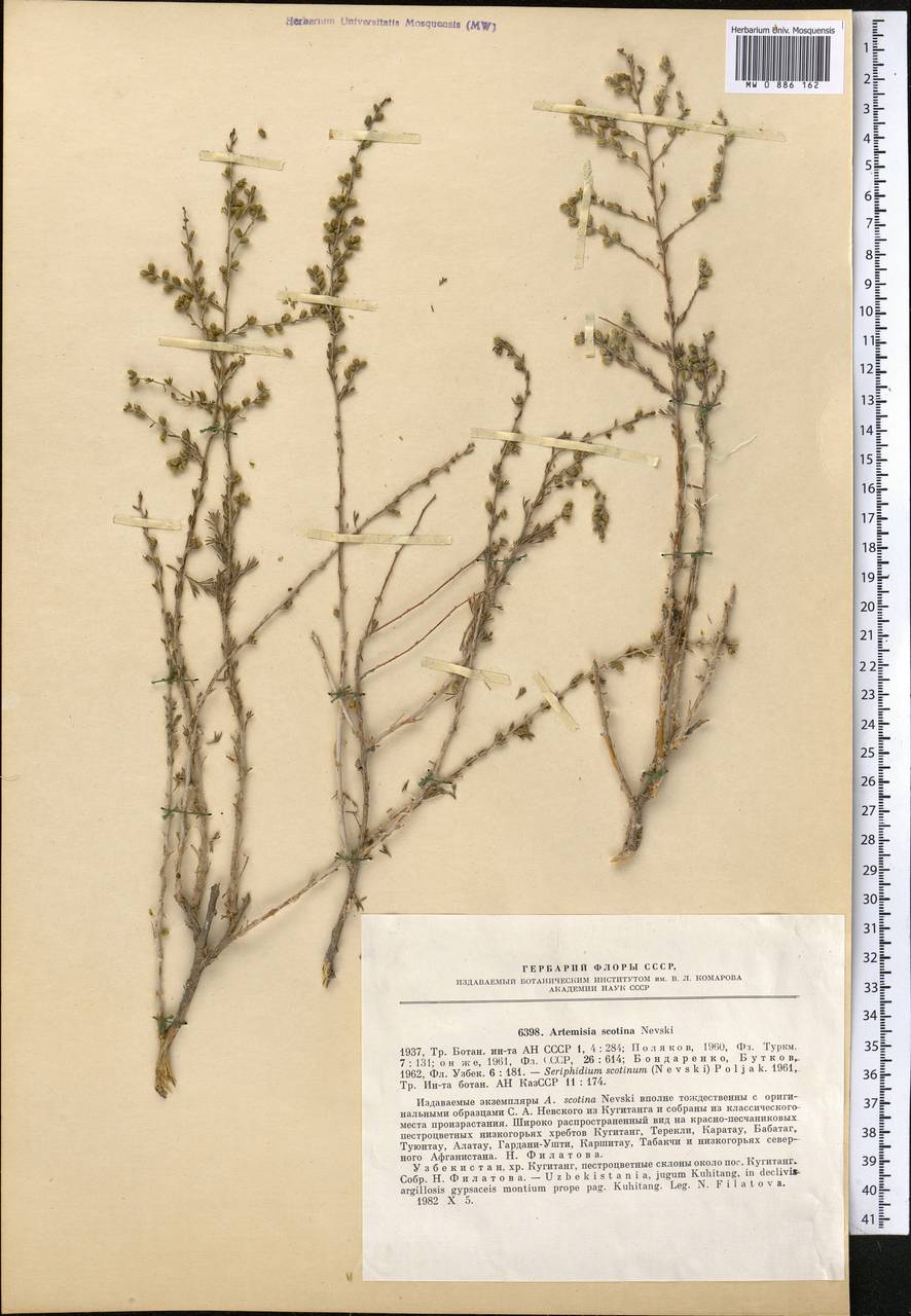 Artemisia scotina Nevski, Middle Asia, Pamir & Pamiro-Alai (M2) (Uzbekistan)