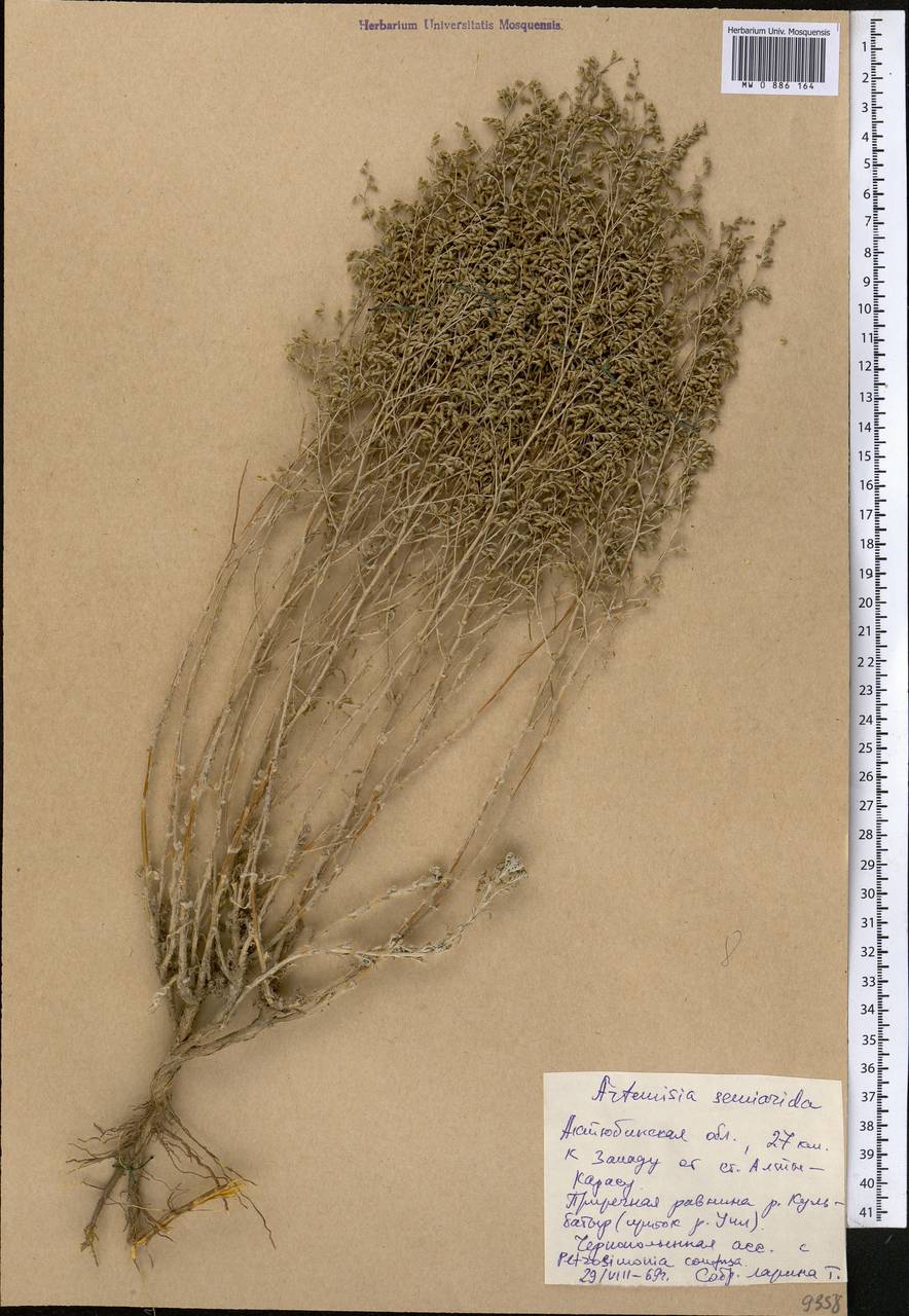 Artemisia semiarida (Krasch. & Lavrova) Filatova, Middle Asia, Caspian Ustyurt & Northern Aralia (M8) (Kazakhstan)