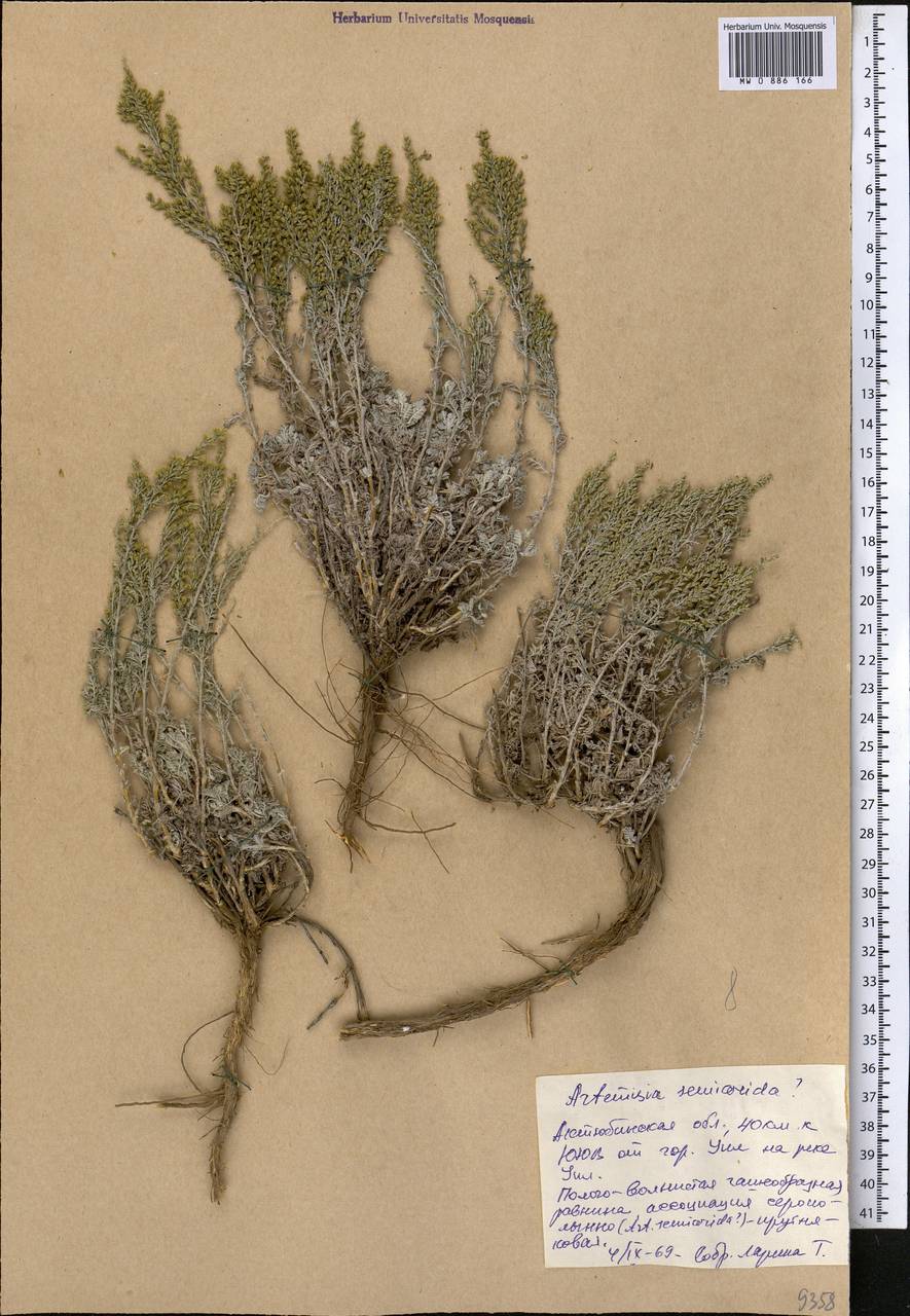 Artemisia semiarida (Krasch. & Lavrova) Filatova, Middle Asia, Caspian Ustyurt & Northern Aralia (M8) (Kazakhstan)