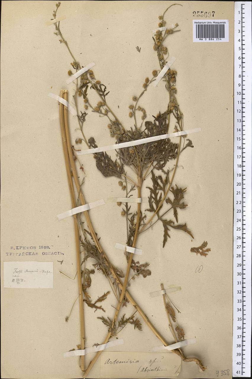 Artemisia sieversiana Ehrh. ex Willd., Middle Asia, Northern & Central Kazakhstan (M10) (Kazakhstan)