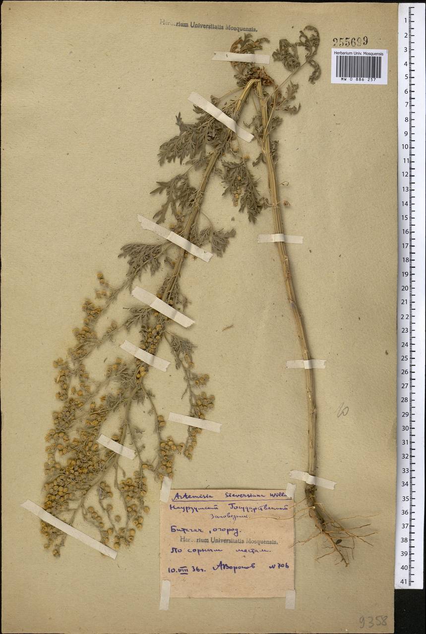 Artemisia sieversiana Ehrh. ex Willd., Middle Asia, Northern & Central Kazakhstan (M10) (Kazakhstan)