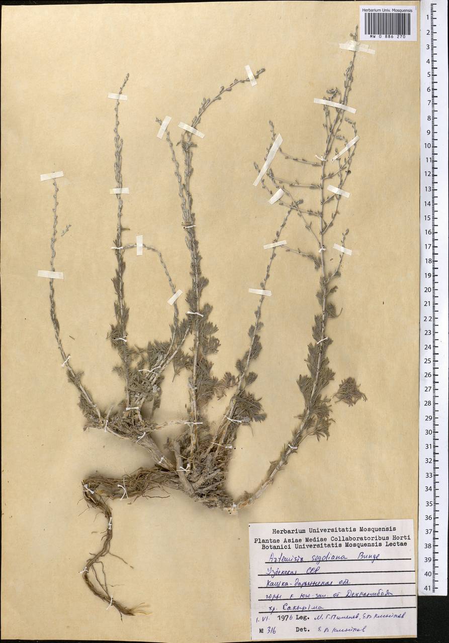 Seriphidium oliverianum (Gay ex Bess.) Bremer & Humphries ex Y.R. Ling, Middle Asia, Pamir & Pamiro-Alai (M2) (Uzbekistan)