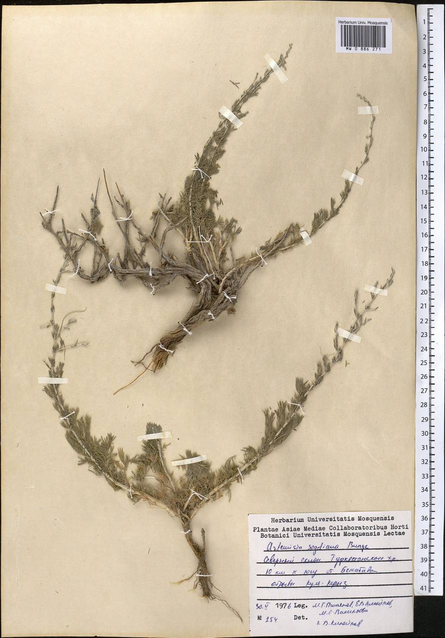 Seriphidium oliverianum (Gay ex Bess.) Bremer & Humphries ex Y.R. Ling, Middle Asia, Syr-Darian deserts & Kyzylkum (M7) (Tajikistan)