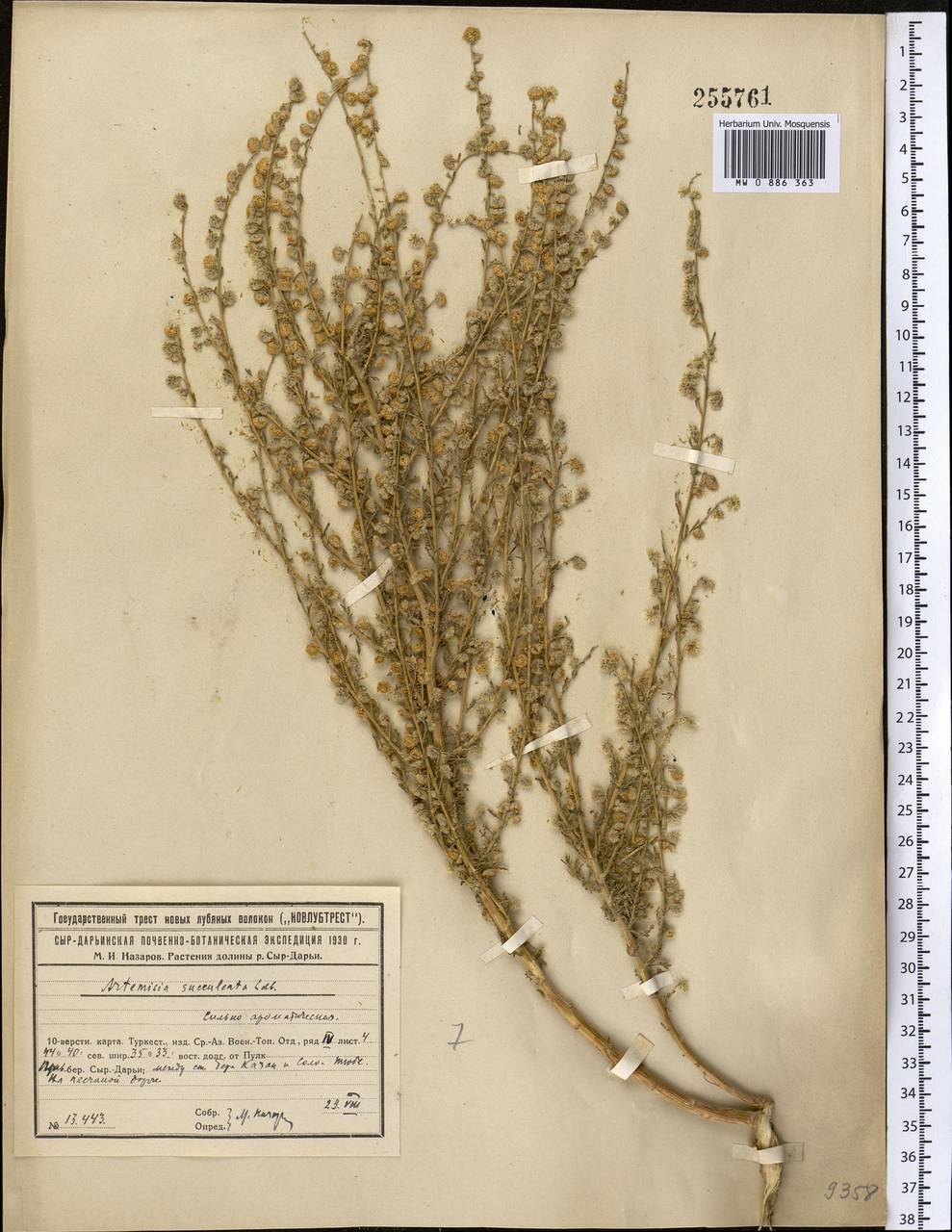 Artemisia succulenta Ledeb., Middle Asia, Syr-Darian deserts & Kyzylkum (M7) (Kazakhstan)