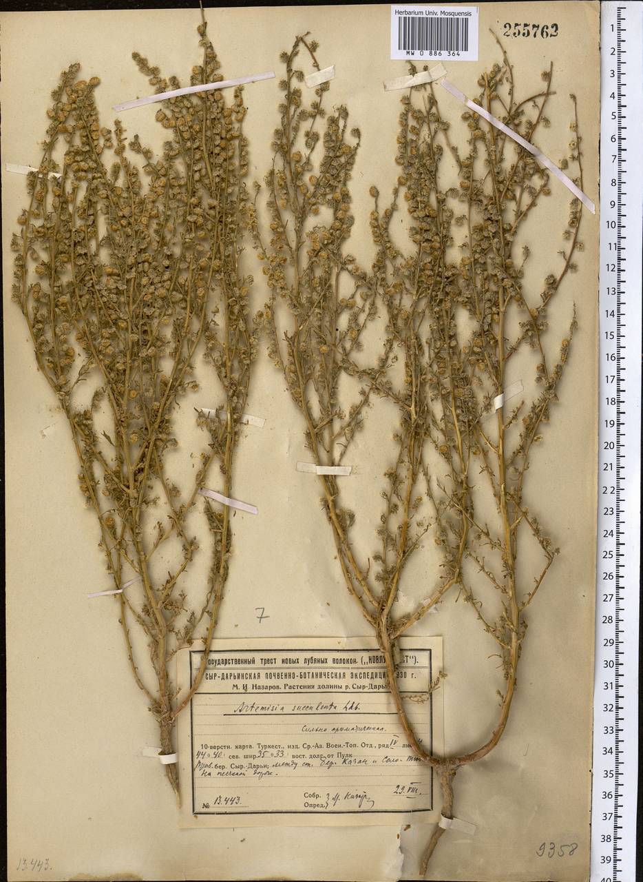Artemisia succulenta Ledeb., Middle Asia, Syr-Darian deserts & Kyzylkum (M7) (Kazakhstan)