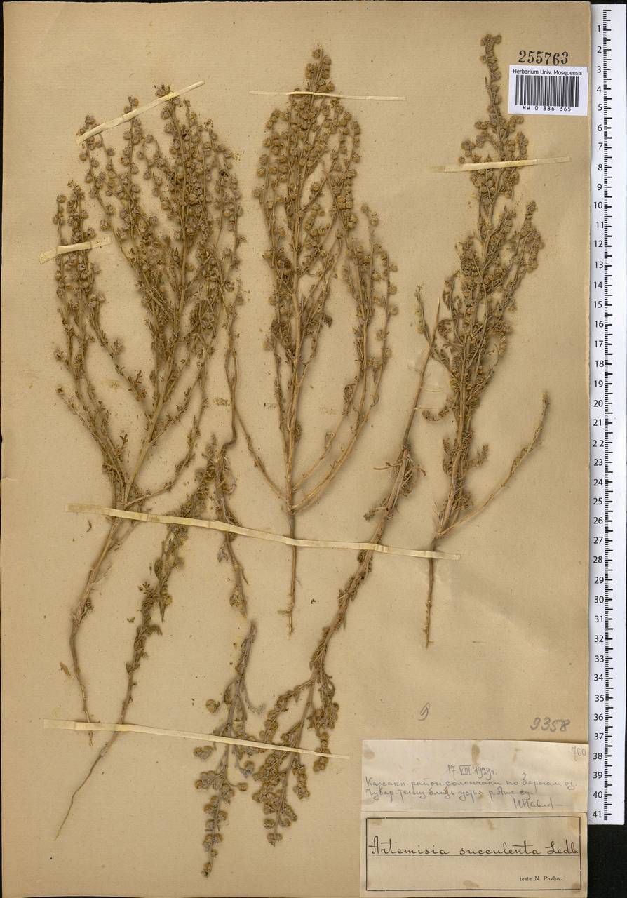 Artemisia succulenta Ledeb., Middle Asia, Muyunkumy, Balkhash & Betpak-Dala (M9) (Kazakhstan)