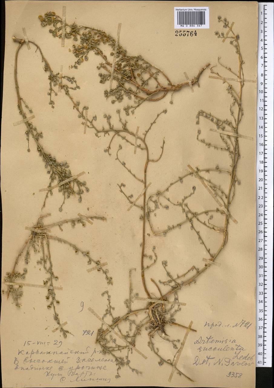 Artemisia succulenta Ledeb., Middle Asia, Muyunkumy, Balkhash & Betpak-Dala (M9) (Kazakhstan)