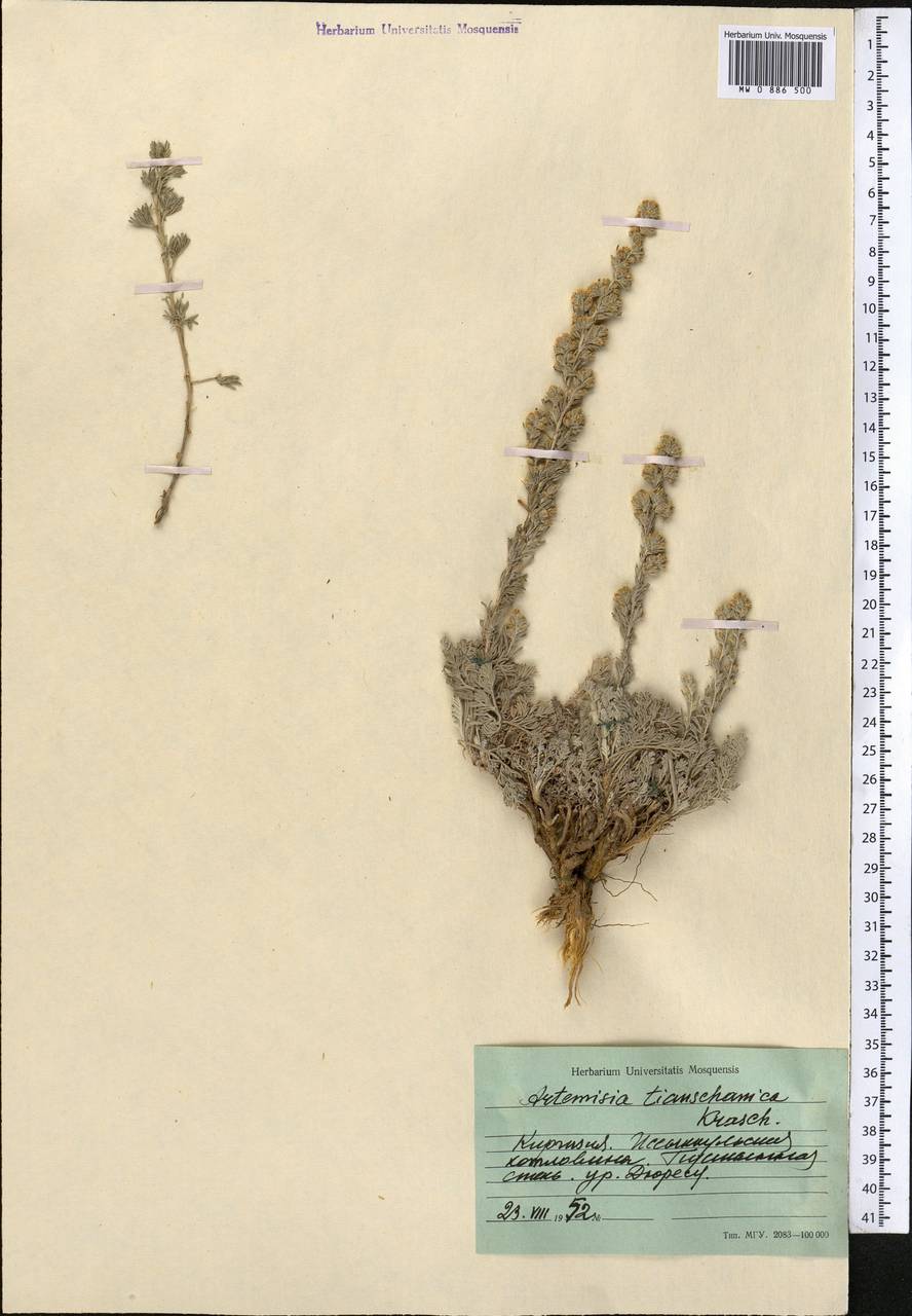 Seriphidium tianschanicum (Krasch. ex Poljak.) Y.R. Ling, Middle Asia, Northern & Central Tian Shan (M4) (Kyrgyzstan)