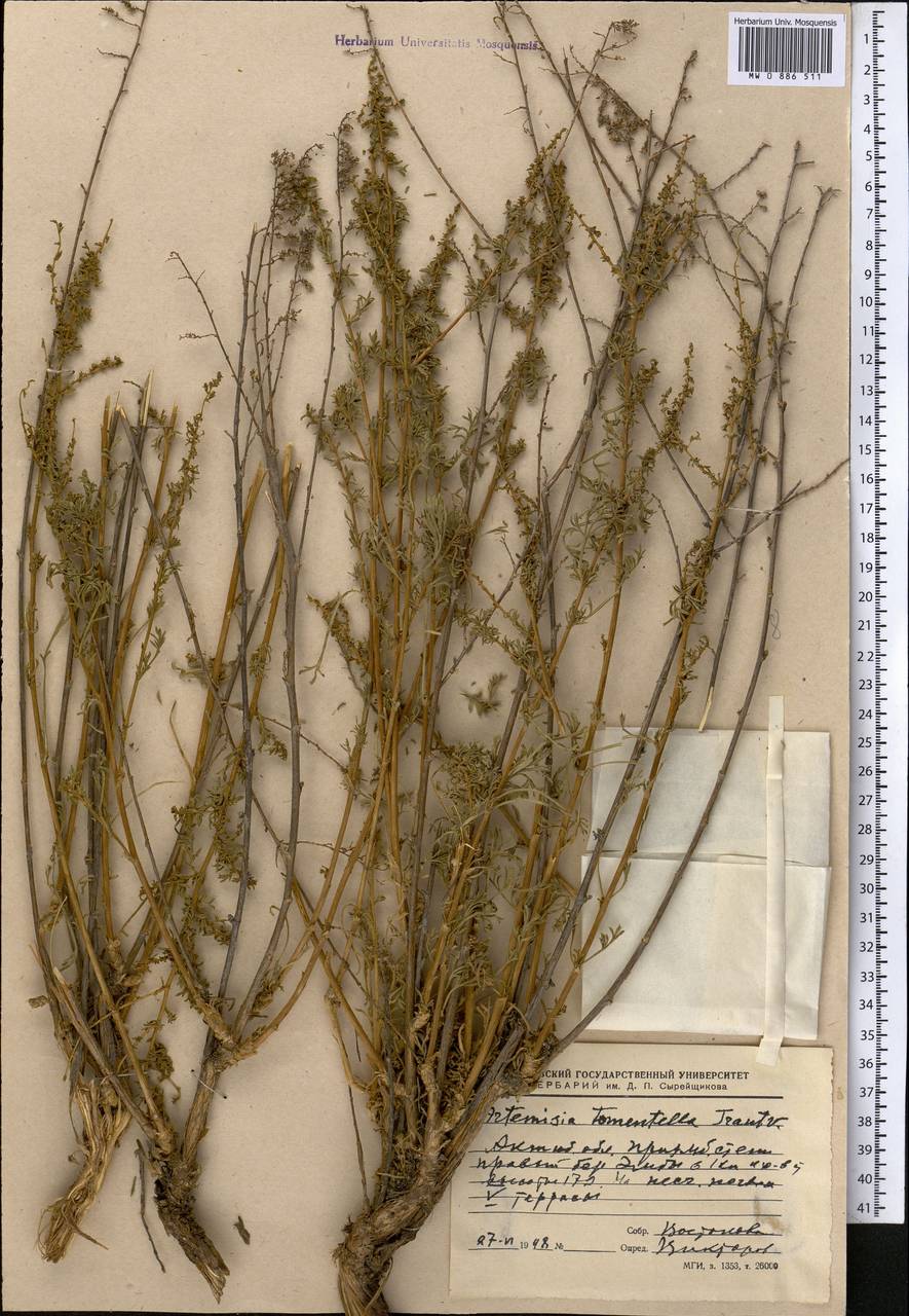 Artemisia tomentella Trautv., Middle Asia, Caspian Ustyurt & Northern Aralia (M8) (Kazakhstan)