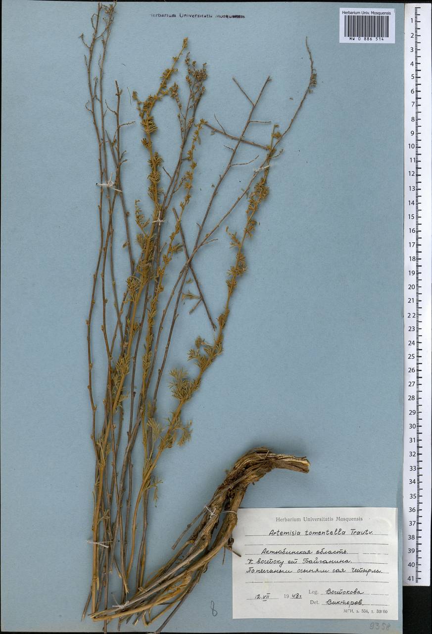 Artemisia tomentella Trautv., Middle Asia, Caspian Ustyurt & Northern Aralia (M8) (Kazakhstan)