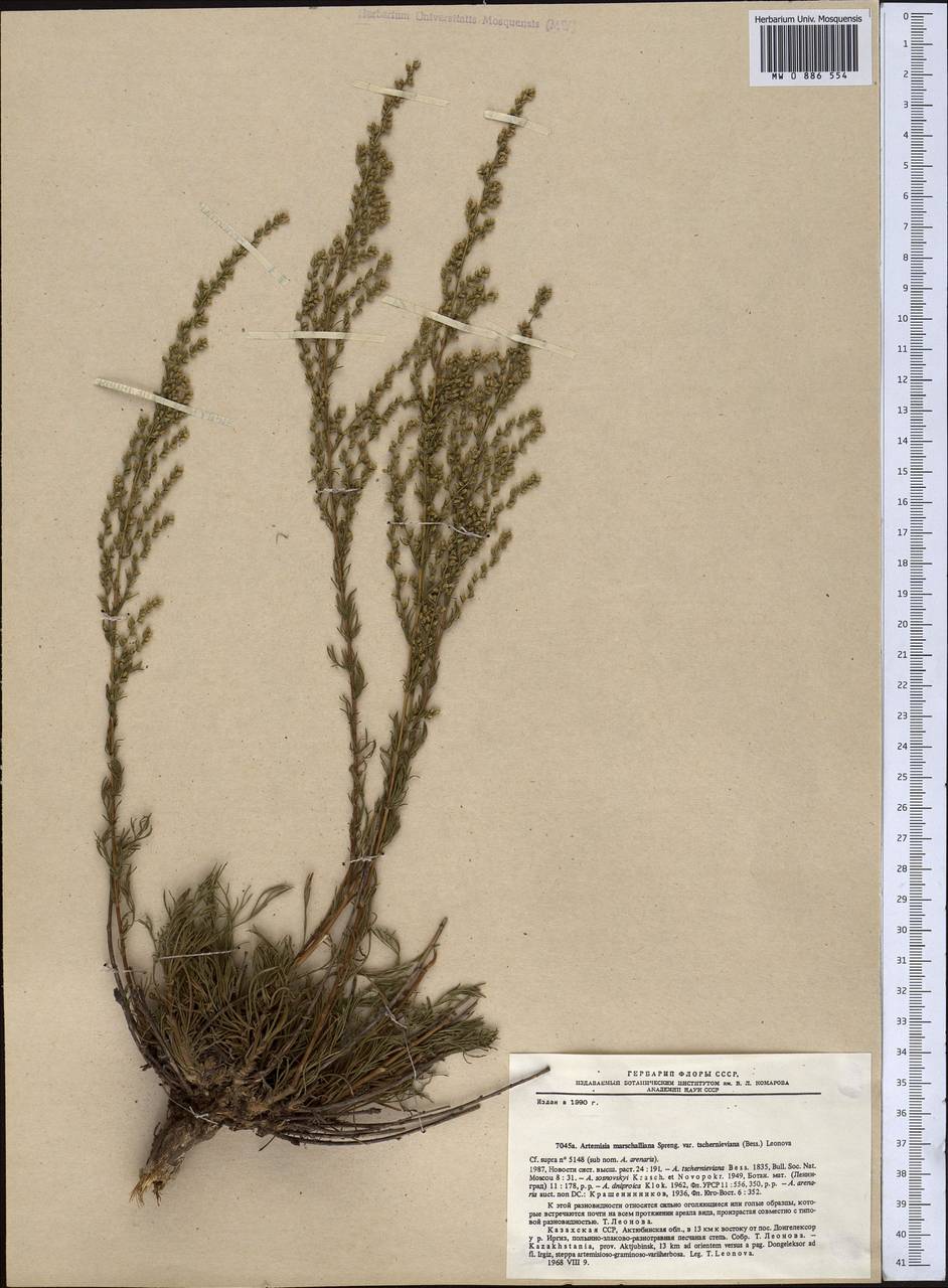 Artemisia marschalliana Spreng., Middle Asia, Caspian Ustyurt & Northern Aralia (M8) (Kazakhstan)