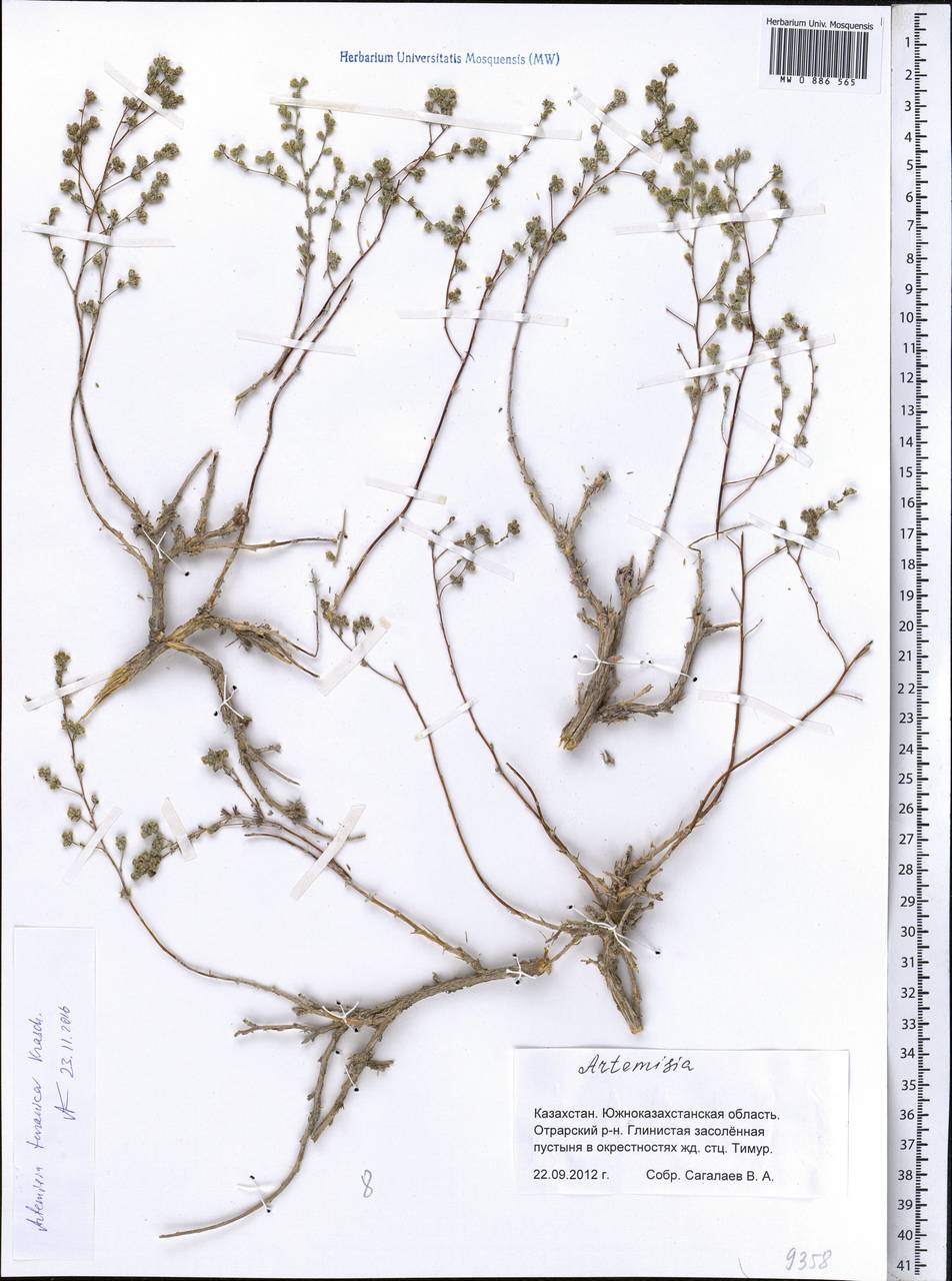 Seriphidium turanicum (Krasch.) Poljak., Middle Asia, Caspian Ustyurt & Northern Aralia (M8) (Kazakhstan)