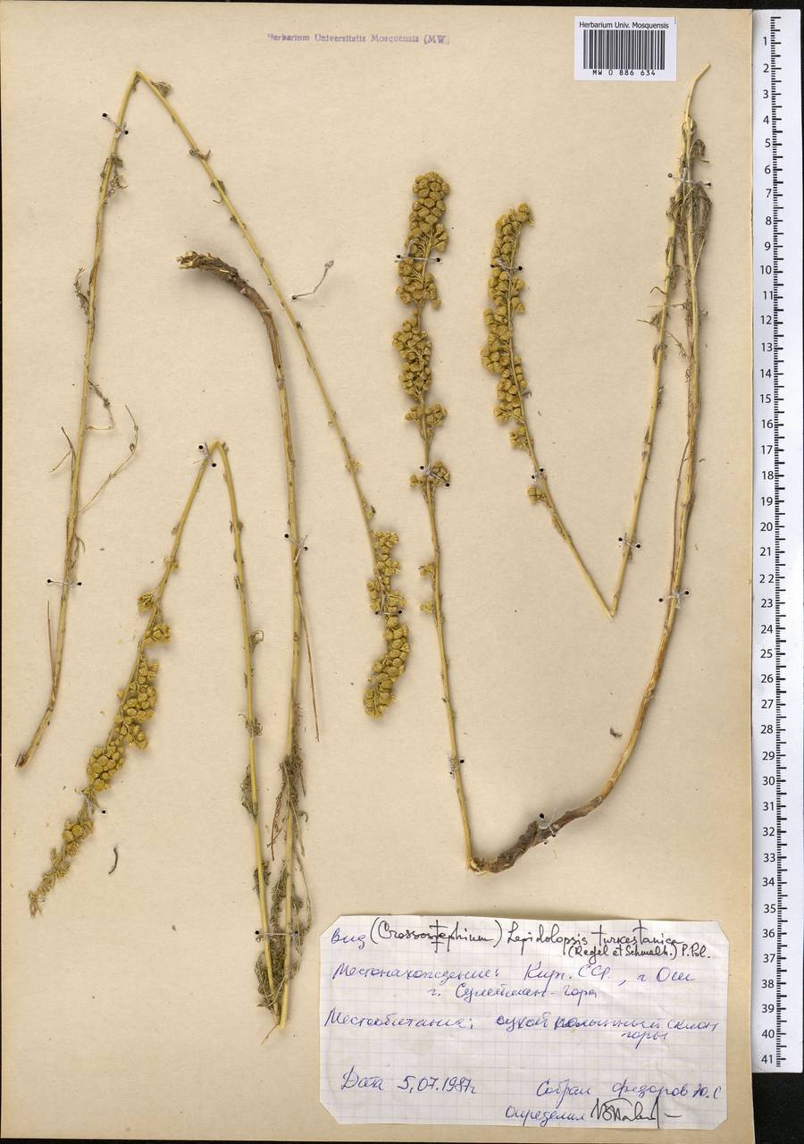Lepidolopsis turkestanica (Regel & Schmalh.) Poljakov, Middle Asia, Pamir & Pamiro-Alai (M2) (Kyrgyzstan)