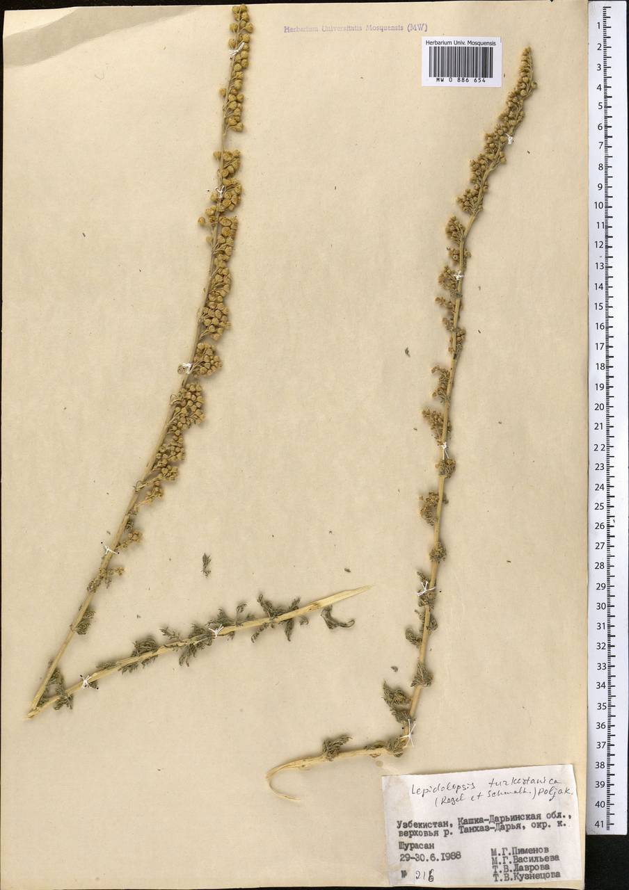 Lepidolopsis turkestanica (Regel & Schmalh.) Poljakov, Middle Asia, Pamir & Pamiro-Alai (M2) (Uzbekistan)