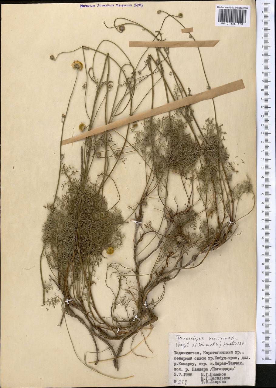 Tanacetopsis mucronata (Regel & Schmalh.) Kovalevsk., Middle Asia, Pamir & Pamiro-Alai (M2) (Tajikistan)