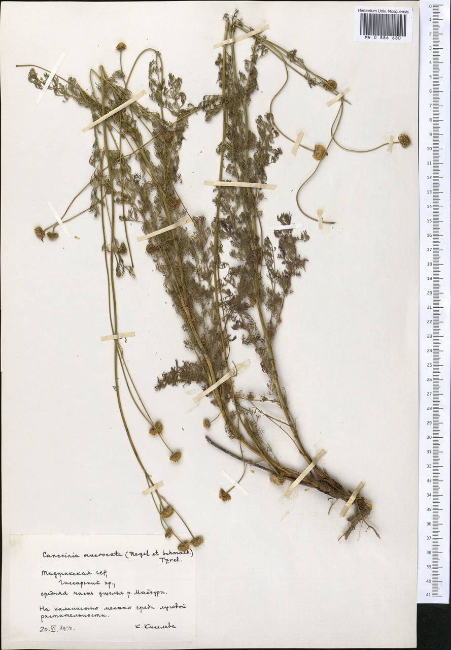 Tanacetopsis mucronata (Regel & Schmalh.) Kovalevsk., Middle Asia, Pamir & Pamiro-Alai (M2) (Tajikistan)