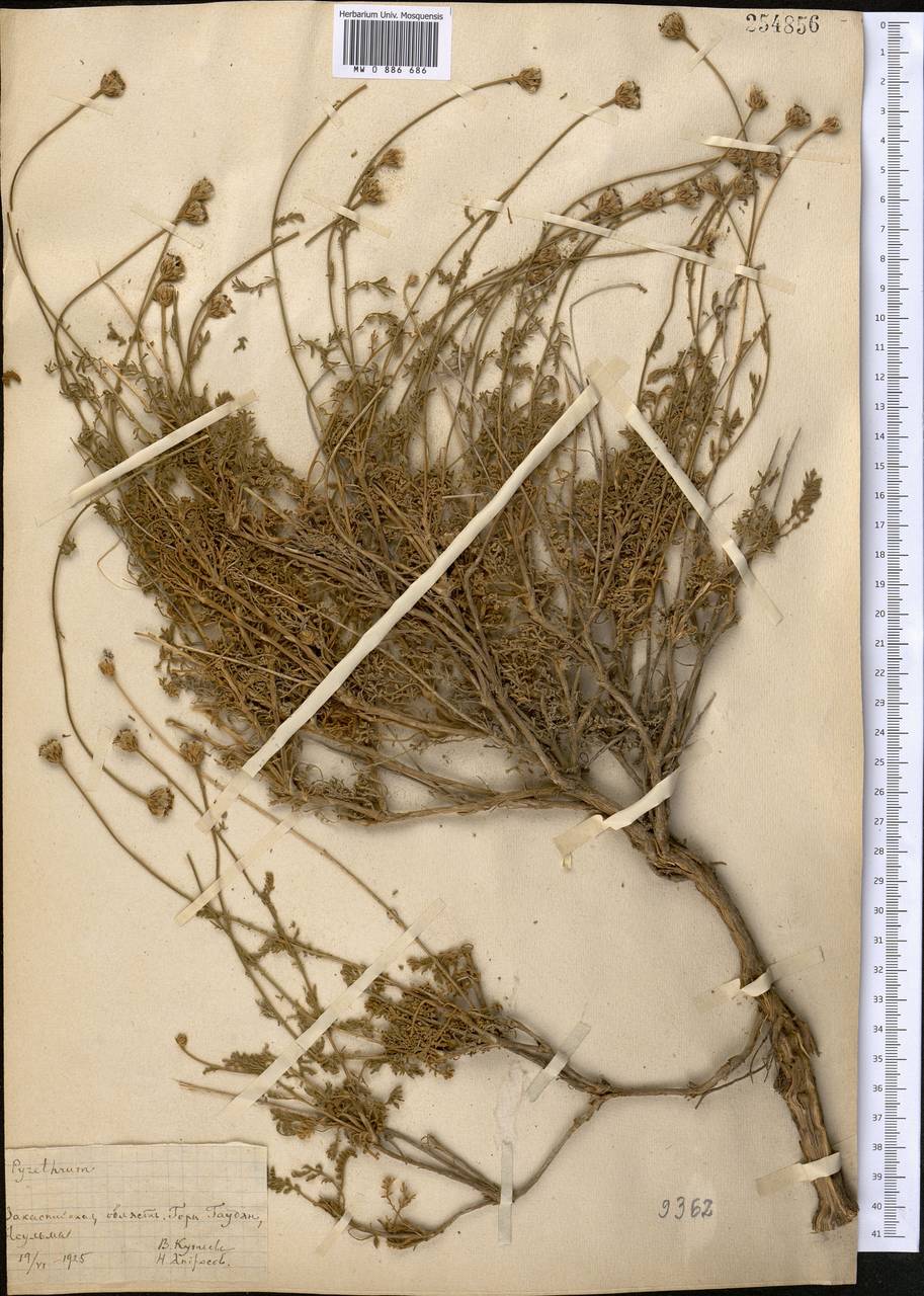 Tanacetopsis santoana (Krasch., Popov & Vved.) S.Kovalevsk., Middle Asia, Kopet Dag, Badkhyz, Small & Great Balkhan (M1) (Turkmenistan)