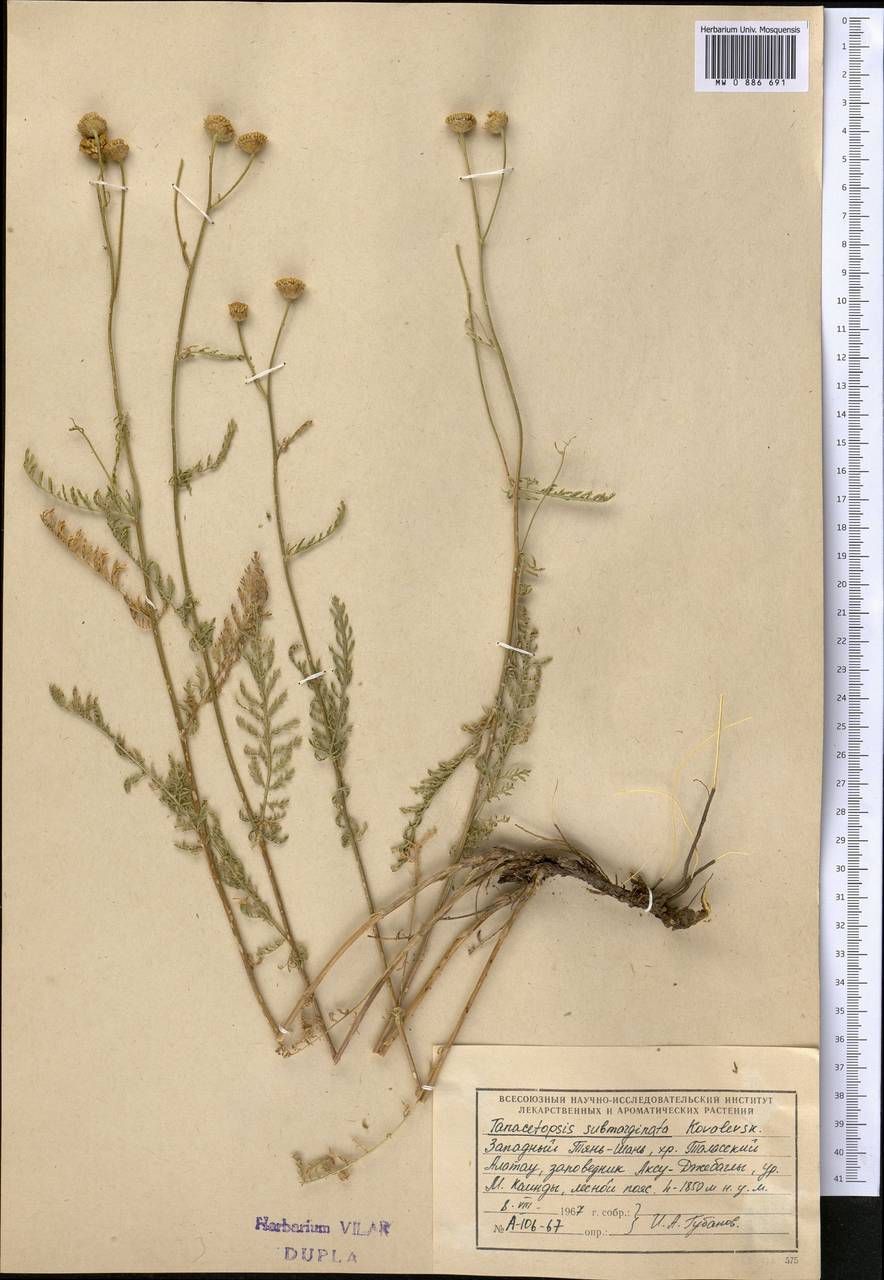 Tanacetopsis submarginata (S. Kovalevsk.) S. Kovalevsk., Middle Asia, Western Tian Shan & Karatau (M3) (Kazakhstan)
