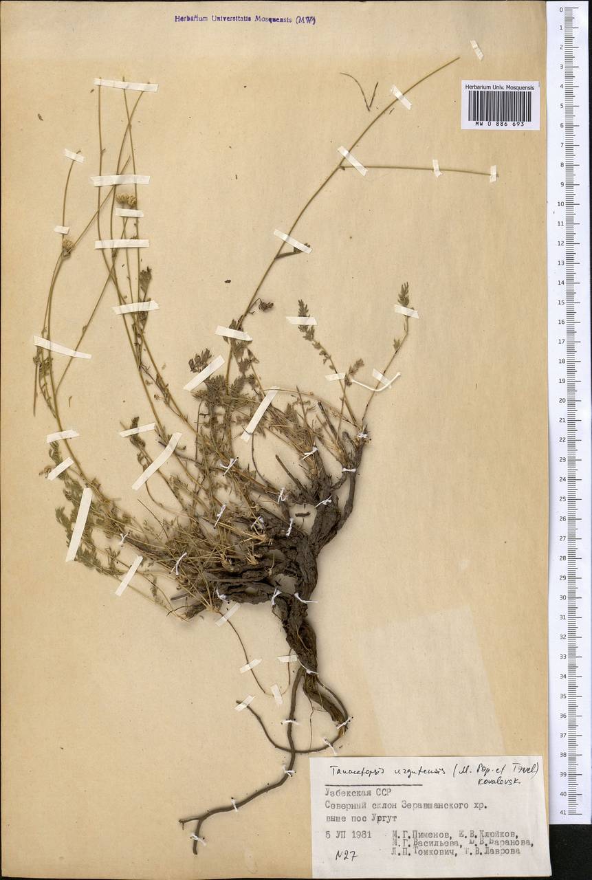 Tanacetopsis urgutensis (Popov ex Tzvel.) S.Kovalevsk., Middle Asia, Pamir & Pamiro-Alai (M2) (Uzbekistan)
