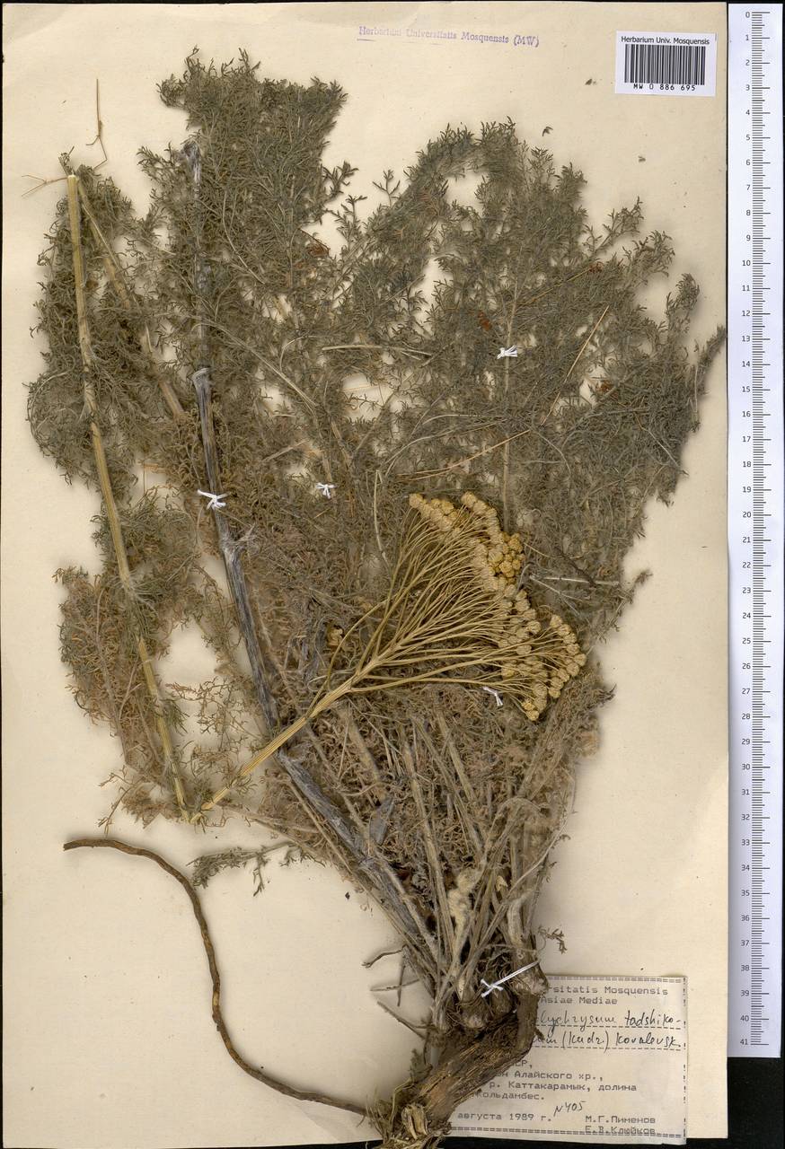 Lepidolopsis tadshikorum (Kudrj.) P. Poljakov, Middle Asia, Pamir & Pamiro-Alai (M2) (Kyrgyzstan)