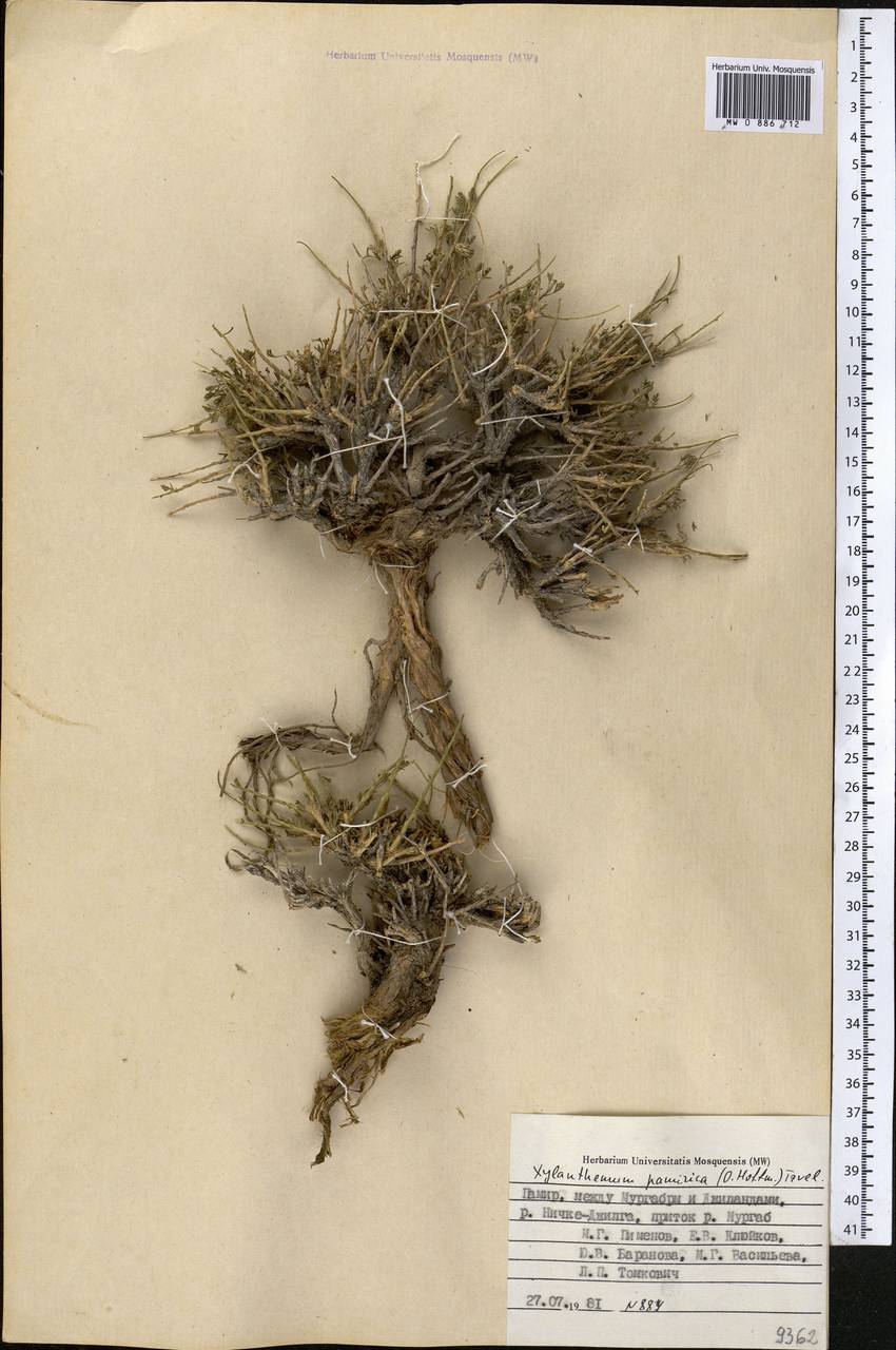 Xylanthemum pamiricum (Hoffm.) Tzvel., Middle Asia, Pamir & Pamiro-Alai (M2) (Tajikistan)