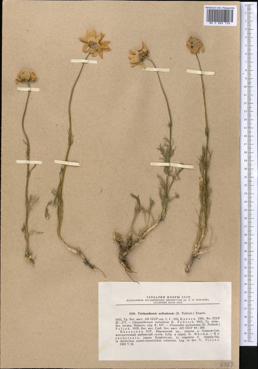 Pseudoglossanthis aulieatensis (B. Fedtsch.) R.V. Kamelin, Middle Asia, Northern & Central Tian Shan (M4) (Kazakhstan)