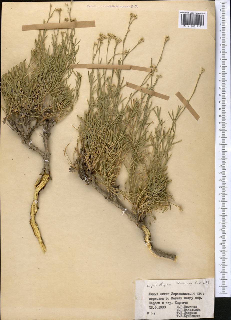 Lepidolopha komarowii C. Winkl., Middle Asia, Pamir & Pamiro-Alai (M2) (Tajikistan)