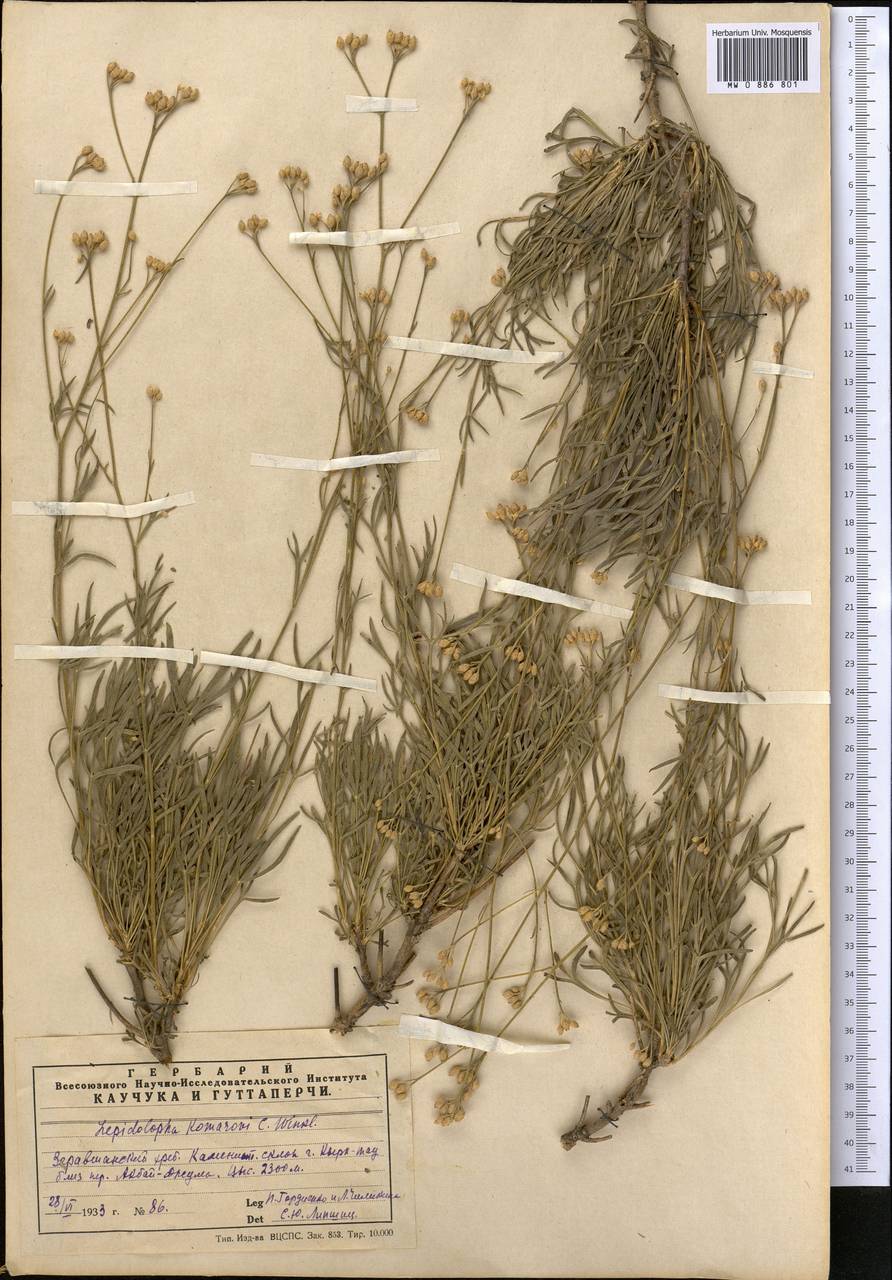 Lepidolopha komarowii C. Winkl., Middle Asia, Pamir & Pamiro-Alai (M2) (Uzbekistan)