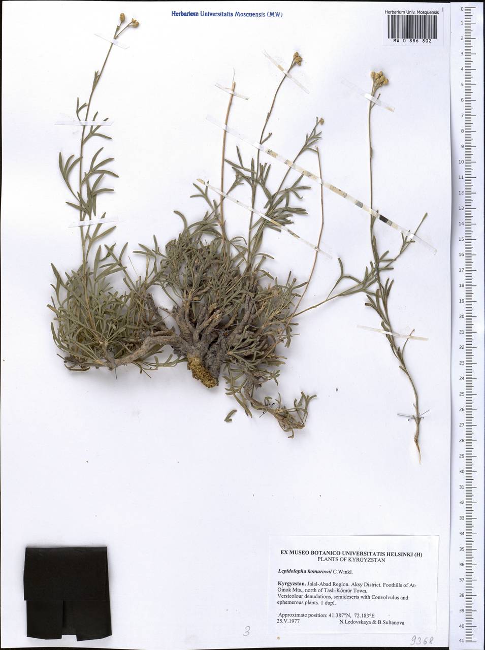 Lepidolopha komarowii C. Winkl., Middle Asia, Western Tian Shan & Karatau (M3) (Kyrgyzstan)