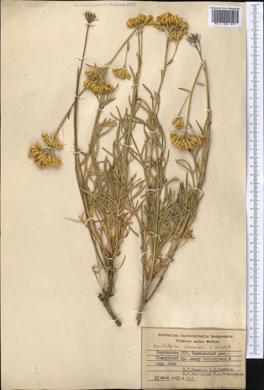 Lepidolopha komarowii C. Winkl., Middle Asia, Western Tian Shan & Karatau (M3) (Kyrgyzstan)