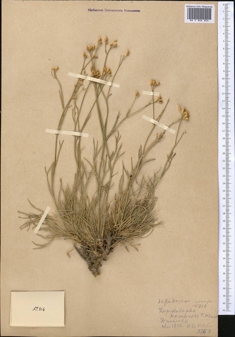 Lepidolopha komarowii C. Winkl., Middle Asia, Western Tian Shan & Karatau (M3) (Kazakhstan)