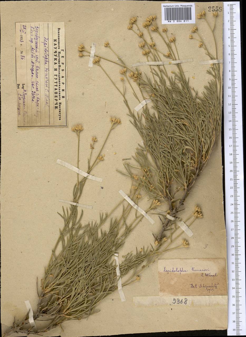 Lepidolopha komarowii C. Winkl., Middle Asia, Pamir & Pamiro-Alai (M2) (Uzbekistan)