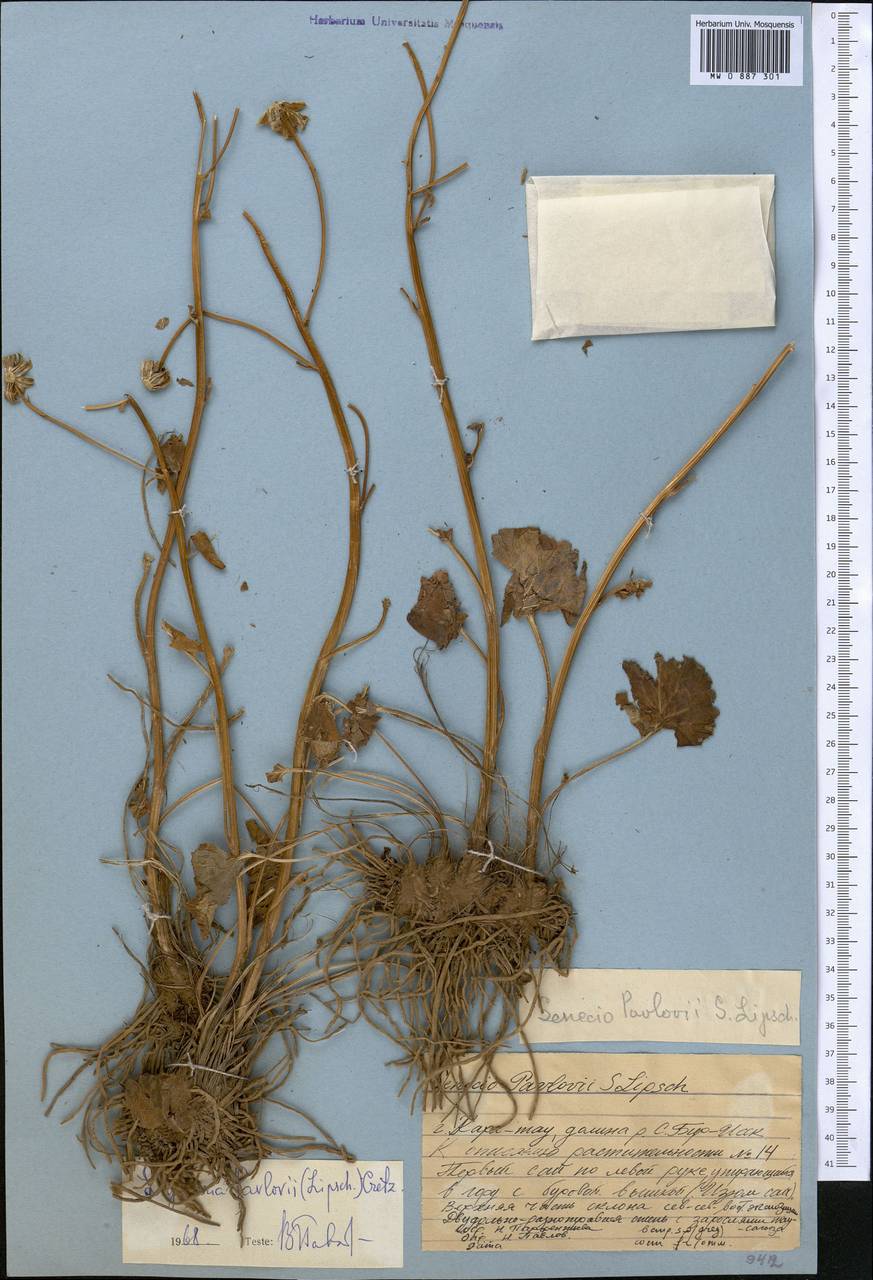 Vickifunkia karataviensis (Lipsch.) C. Ren, L. Wang, I. D. Illar. & Q. E. Yang, Middle Asia, Western Tian Shan & Karatau (M3) (Kazakhstan)
