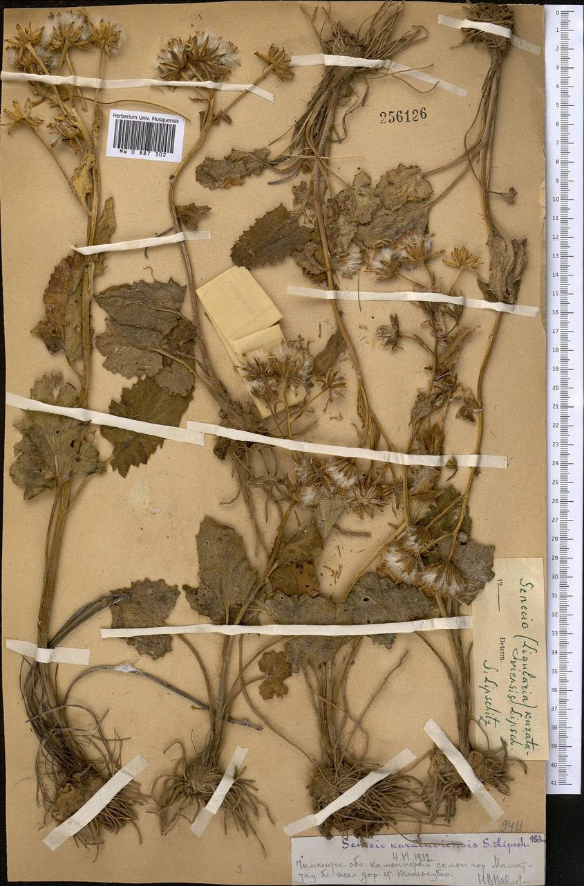 Vickifunkia karataviensis (Lipsch.) C. Ren, L. Wang, I. D. Illar. & Q. E. Yang, Middle Asia, Western Tian Shan & Karatau (M3) (Kazakhstan)