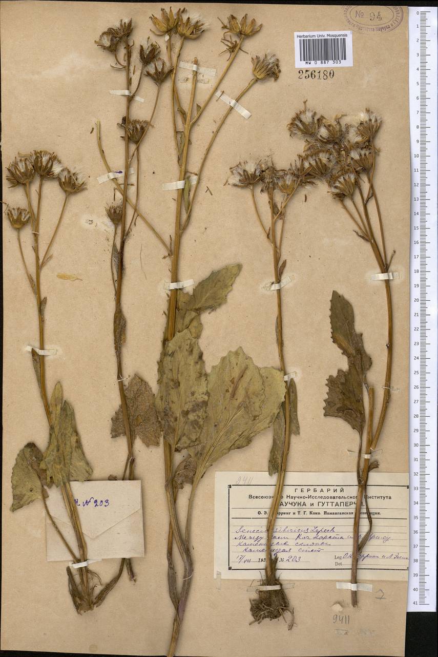 Vickifunkia karataviensis (Lipsch.) C. Ren, L. Wang, I. D. Illar. & Q. E. Yang, Middle Asia, Western Tian Shan & Karatau (M3)