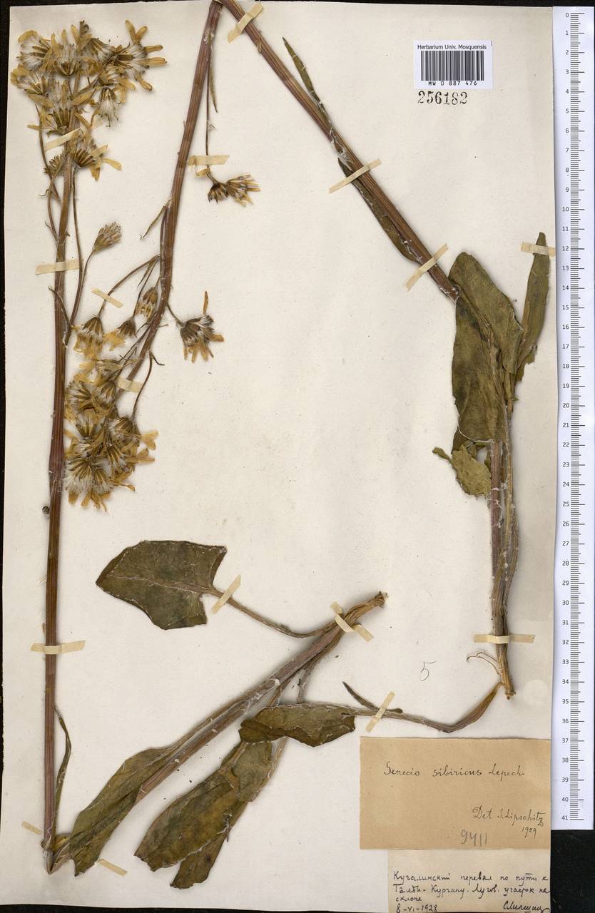 Vickifunkia thyrsoidea (Ledeb.) C. Ren, L. Wang, I. D. Illar. & Q. E. Yang, Middle Asia, Dzungarian Alatau & Tarbagatai (M5) (Kazakhstan)