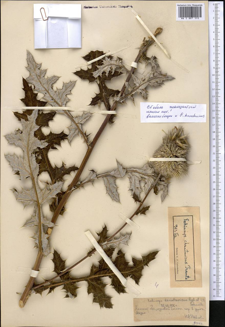 Echinops karatavicus Regel & Schmalh., Middle Asia, Northern & Central Tian Shan (M4) (Kazakhstan)