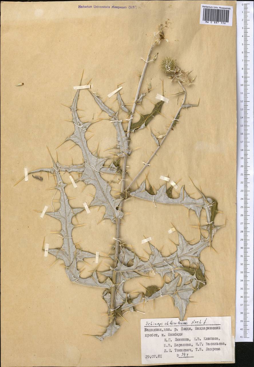 Echinops chloroleucus Rech. fil., Middle Asia, Pamir & Pamiro-Alai (M2) (Tajikistan)