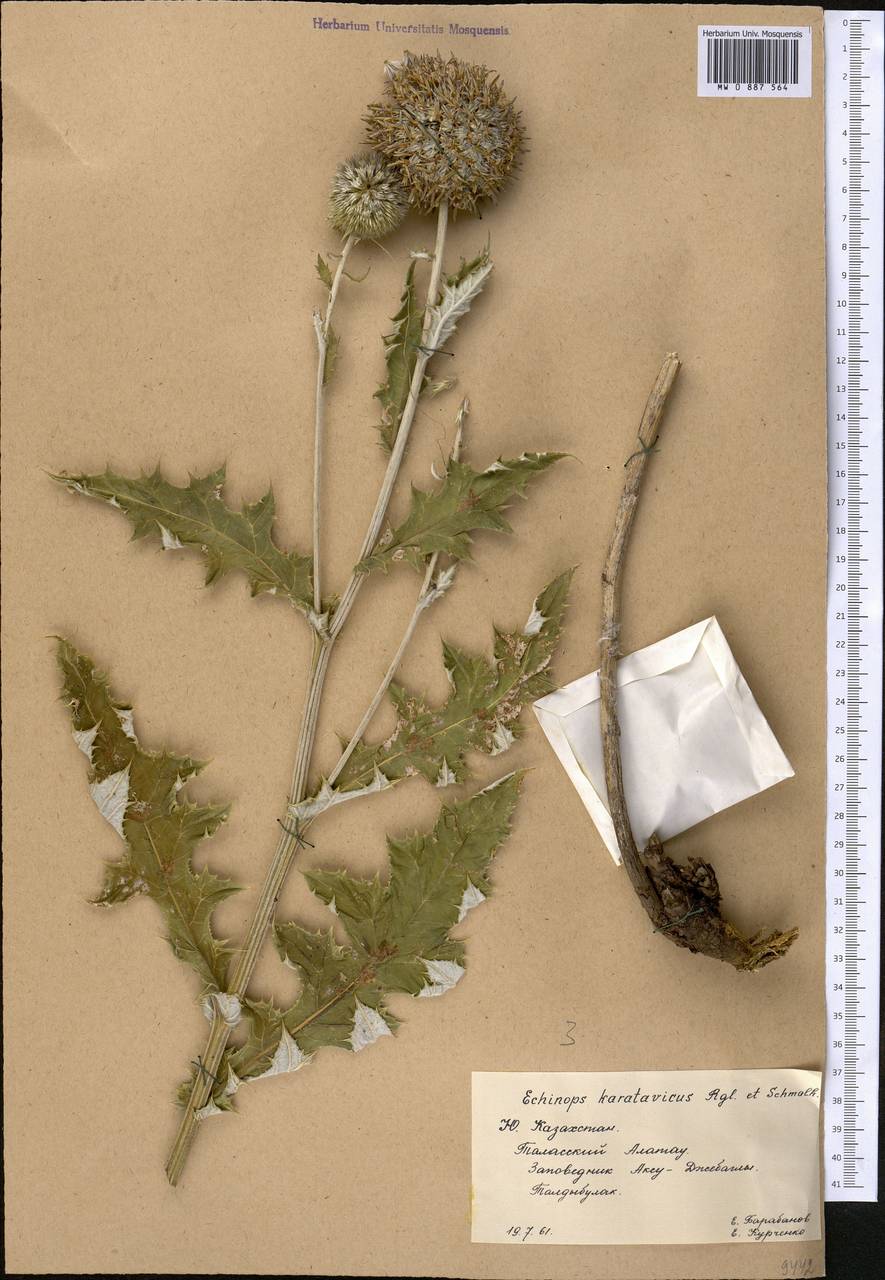 Echinops karatavicus Regel & Schmalh., Middle Asia, Western Tian Shan & Karatau (M3) (Kazakhstan)