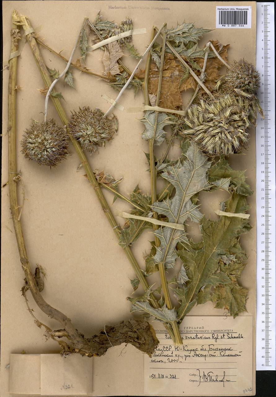 Echinops karatavicus Regel & Schmalh., Middle Asia, Western Tian Shan & Karatau (M3) (Uzbekistan)