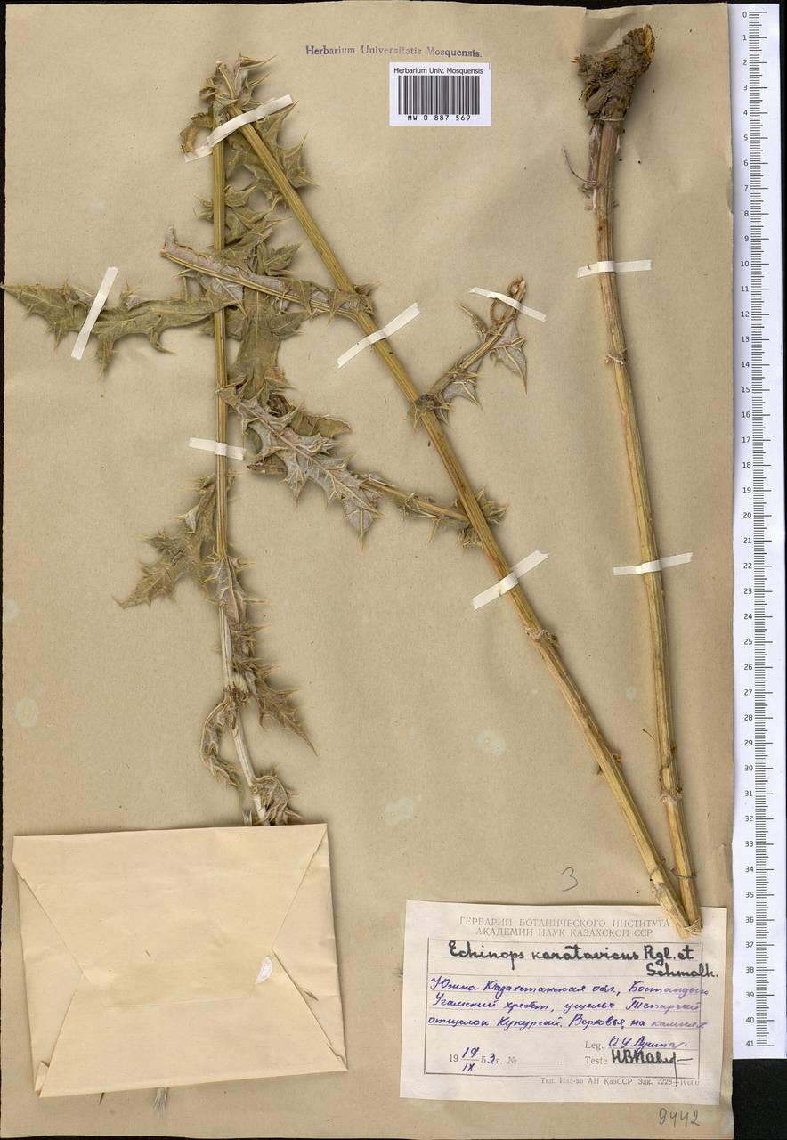 Echinops karatavicus Regel & Schmalh., Middle Asia, Western Tian Shan & Karatau (M3) (Uzbekistan)