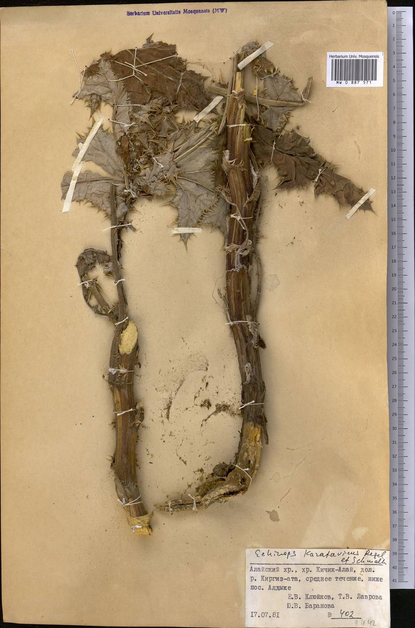 Echinops karatavicus Regel & Schmalh., Middle Asia, Pamir & Pamiro-Alai (M2) (Kyrgyzstan)