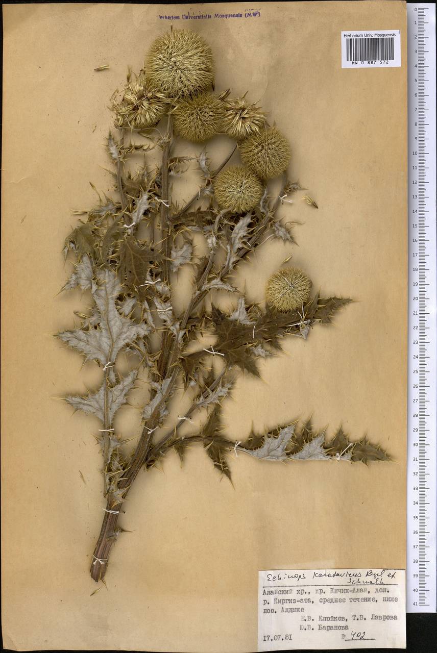 Echinops karatavicus Regel & Schmalh., Middle Asia, Pamir & Pamiro-Alai (M2) (Kyrgyzstan)