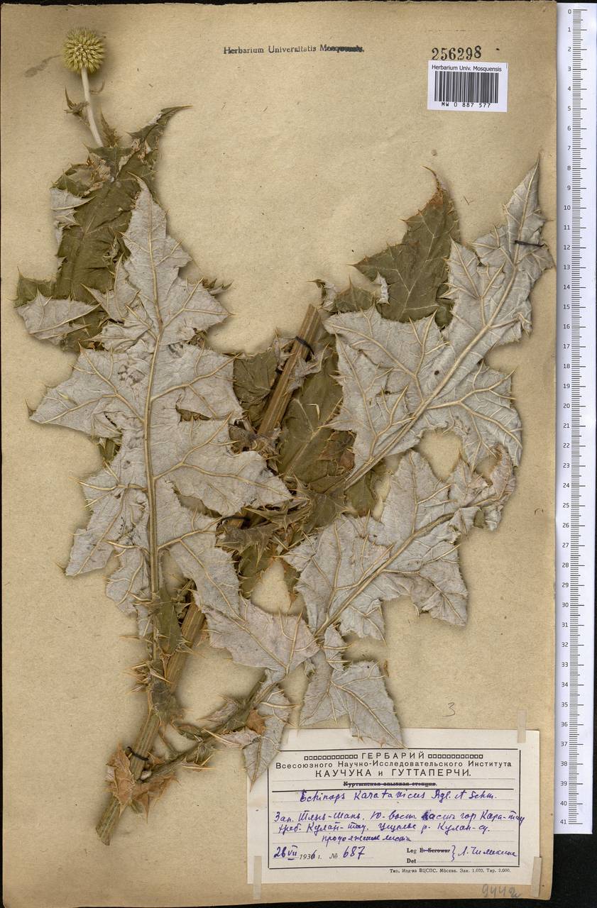 Echinops karatavicus Regel & Schmalh., Middle Asia, Western Tian Shan & Karatau (M3) (Kazakhstan)