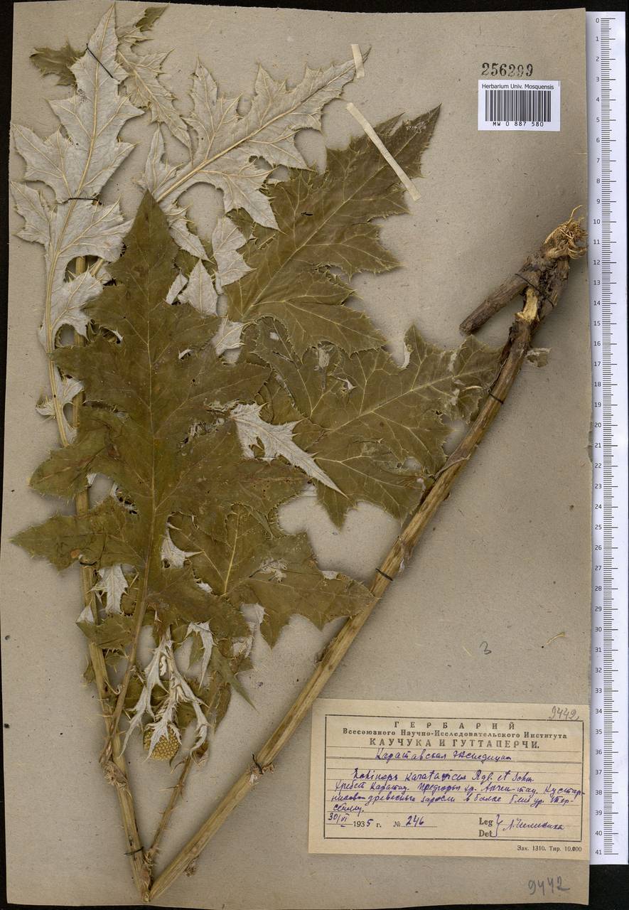 Echinops karatavicus Regel & Schmalh., Middle Asia, Western Tian Shan & Karatau (M3) (Kazakhstan)