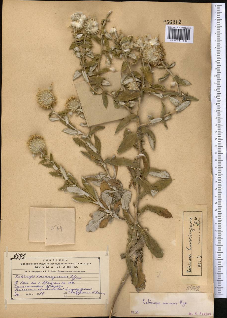 Echinops knorringianus Iljin, Middle Asia, Syr-Darian deserts & Kyzylkum (M7) (Uzbekistan)