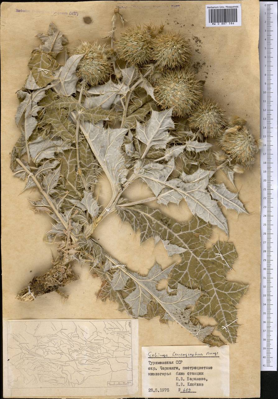 Echinops leucographus Bunge, Middle Asia, Kopet Dag, Badkhyz, Small & Great Balkhan (M1) (Turkmenistan)
