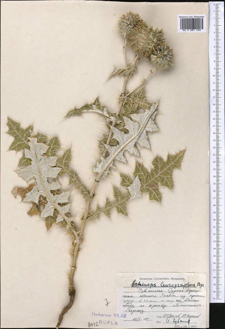 Echinops leucographus Bunge, Middle Asia, Pamir & Pamiro-Alai (M2) (Uzbekistan)