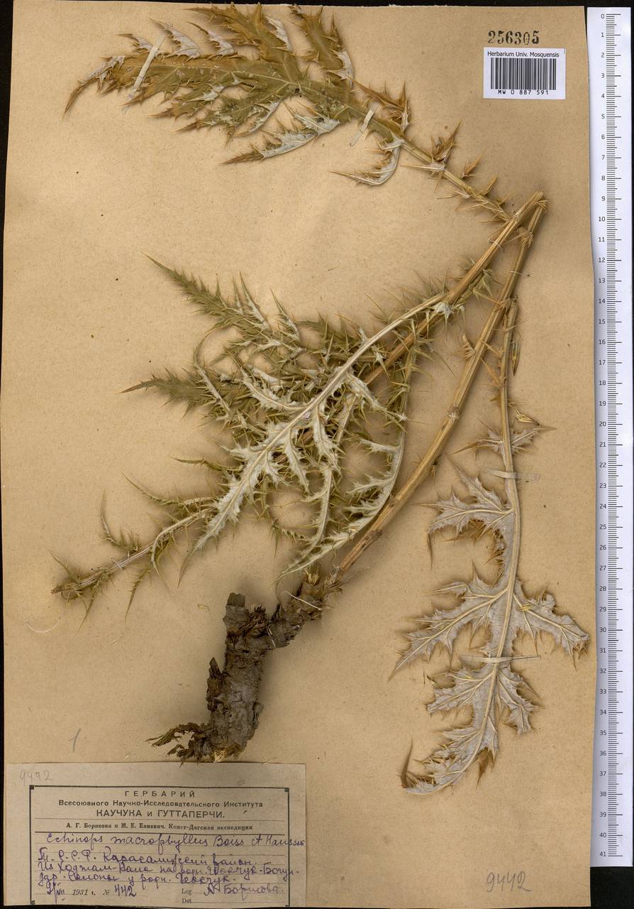 Echinops macrophyllus Boiss. & Hausskn., Middle Asia, Kopet Dag, Badkhyz, Small & Great Balkhan (M1) (Turkmenistan)