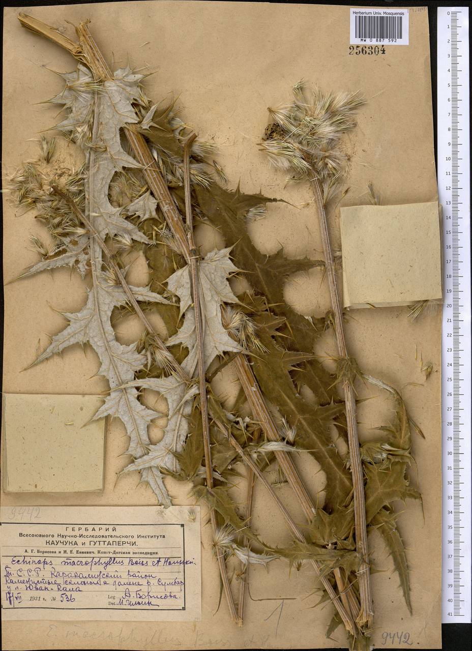 Echinops macrophyllus Boiss. & Hausskn., Middle Asia, Kopet Dag, Badkhyz, Small & Great Balkhan (M1) (Turkmenistan)